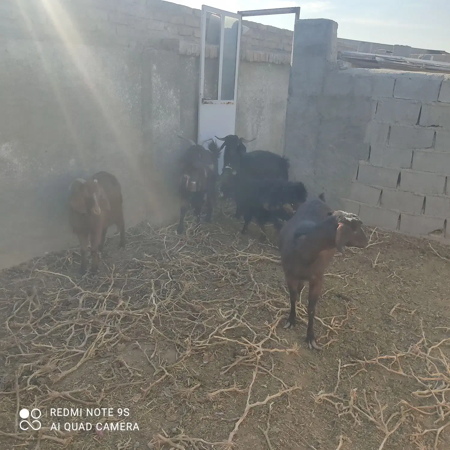 دامداری صنعتی2500متر|فروش دفتر صنعتی، کشاورزی، تجاری|سمنان, |دیوار