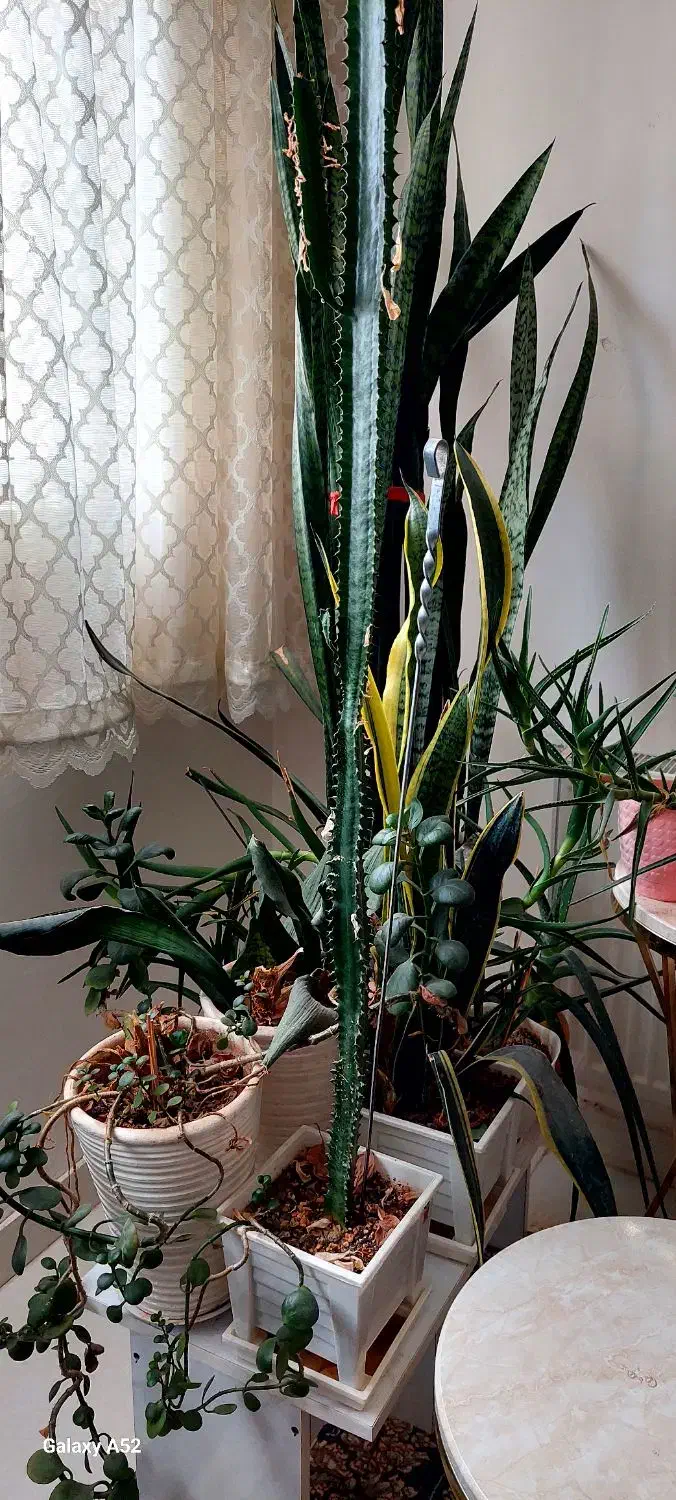 گل و گلدان|گل و گیاه طبیعی|ایلام, |دیوار