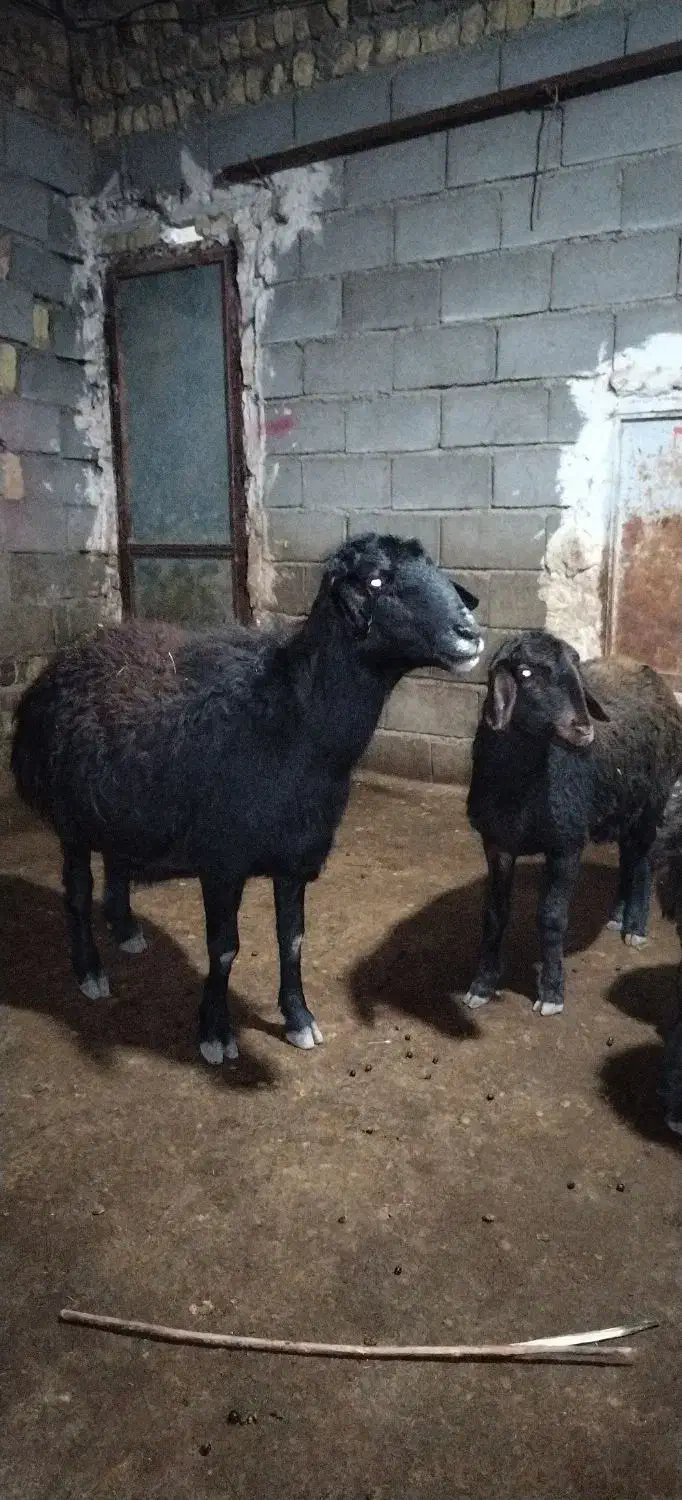 قوچ قرقزل|حیوانات مزرعه|قره پشتلو, |دیوار