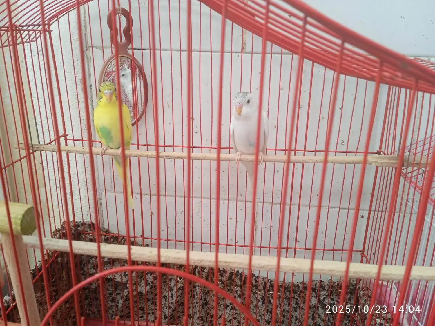 یک جفت مرغ عشق جوان سالم سرحال ۳۰۰ دونه ی۱۵۰|پرنده|قم, شهر قائم|دیوار