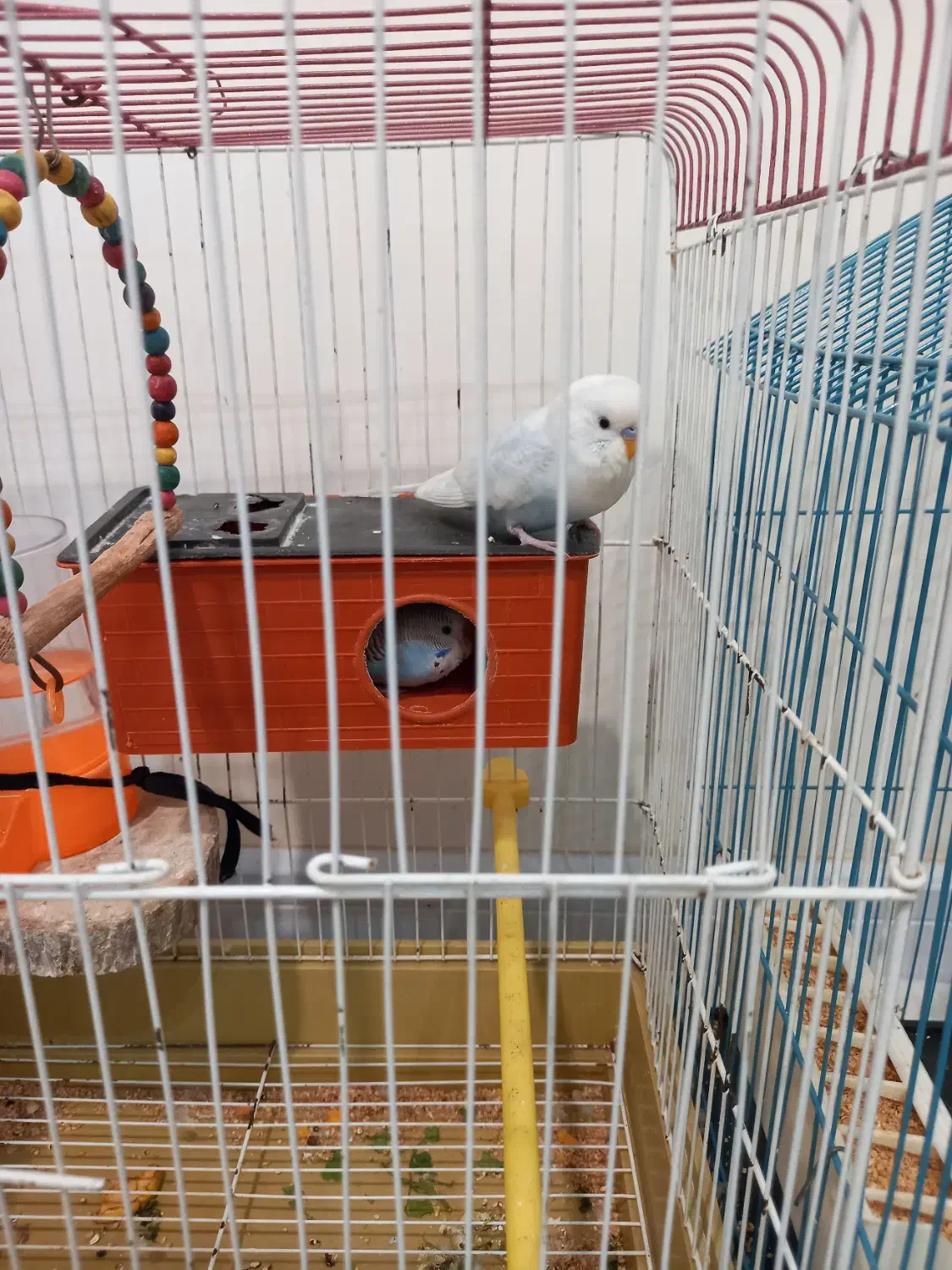 مرغ عشق نر و ماده جفت تخم گذار|پرنده|تهران, صادقیه|دیوار