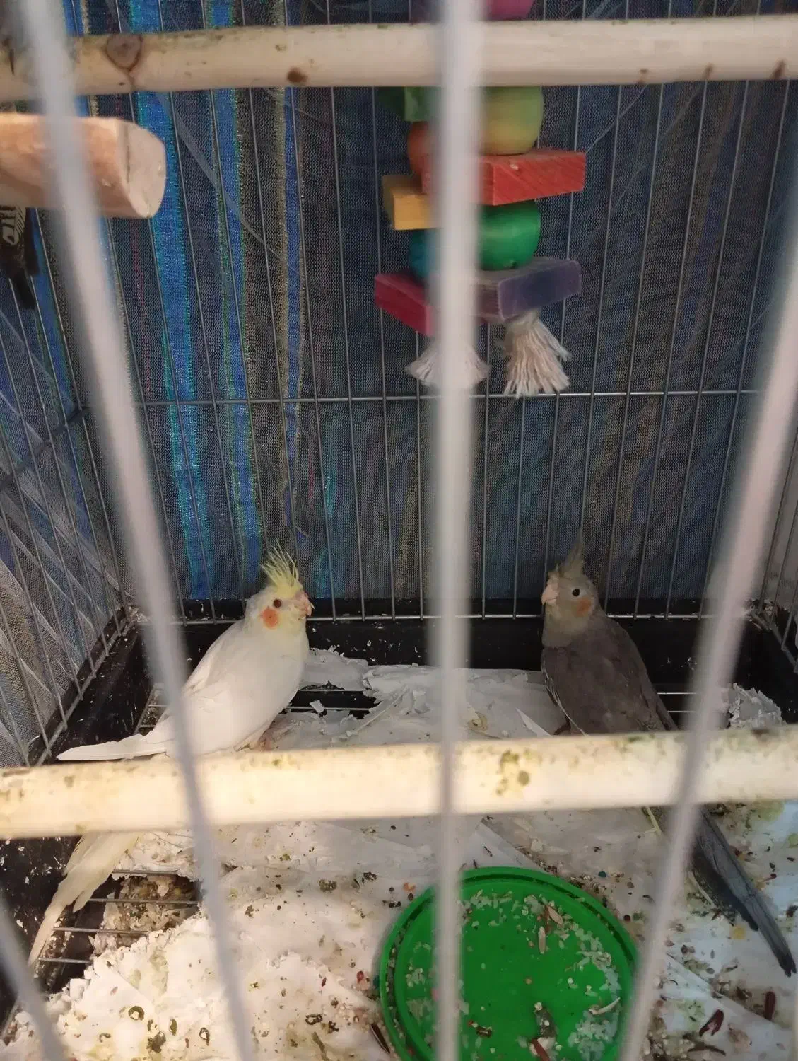 عروس هلندی|پرنده|وحیدیه, |دیوار