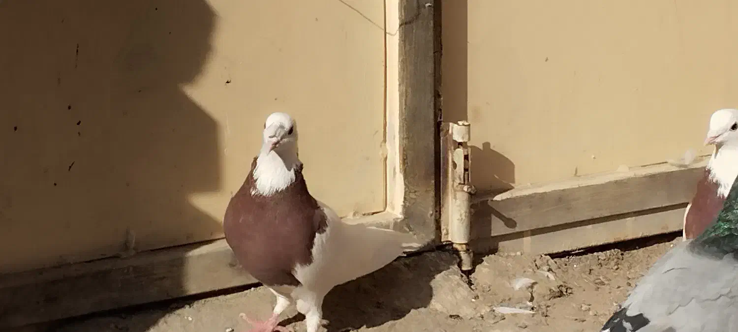 زابل شمار|پرنده|زابل, |دیوار