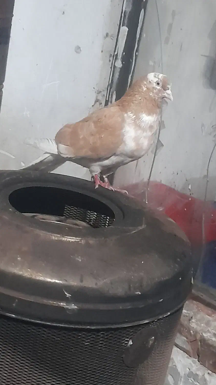 کفتر|پرنده|انزل, |دیوار