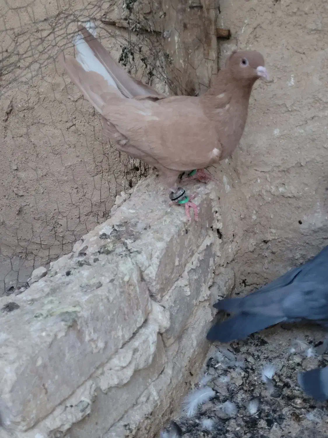 دم سفید|پرنده|خلیل آباد, |دیوار