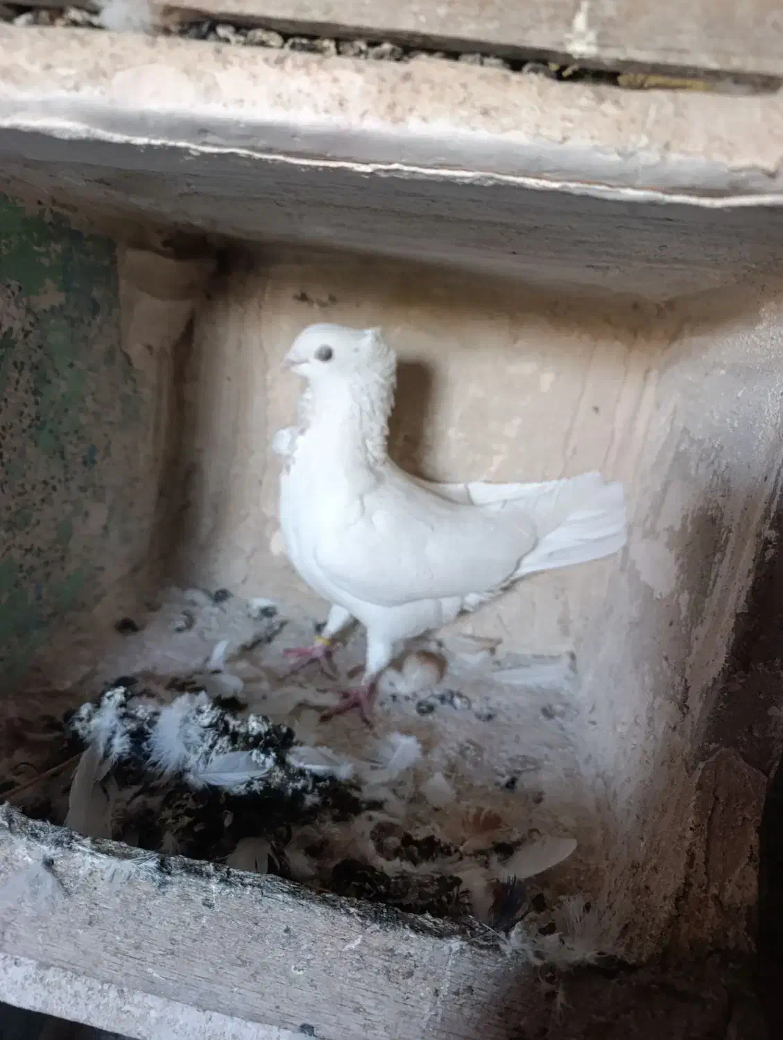 کبوتر|پرنده|مراغه, |دیوار