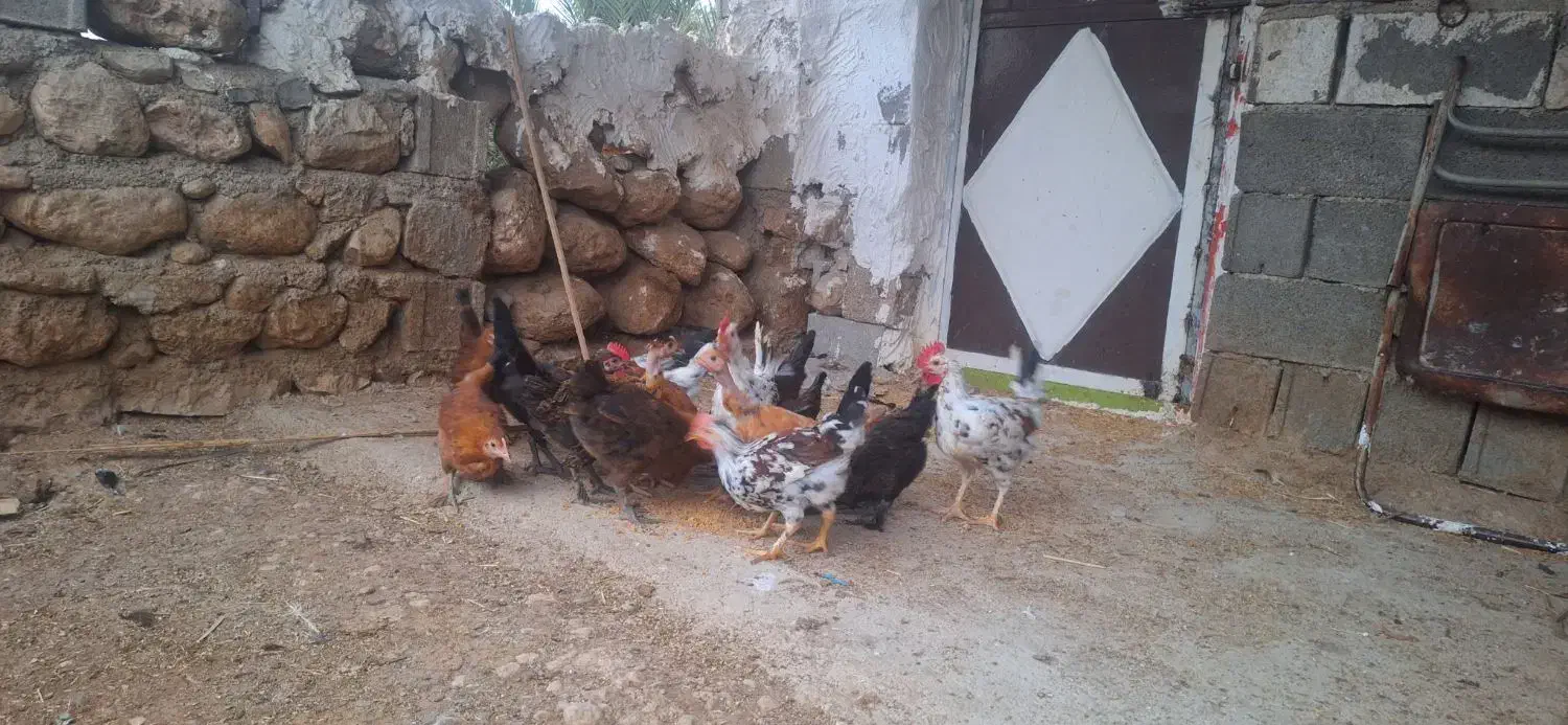 جوجه محلی|حیوانات مزرعه|لیکک, |دیوار