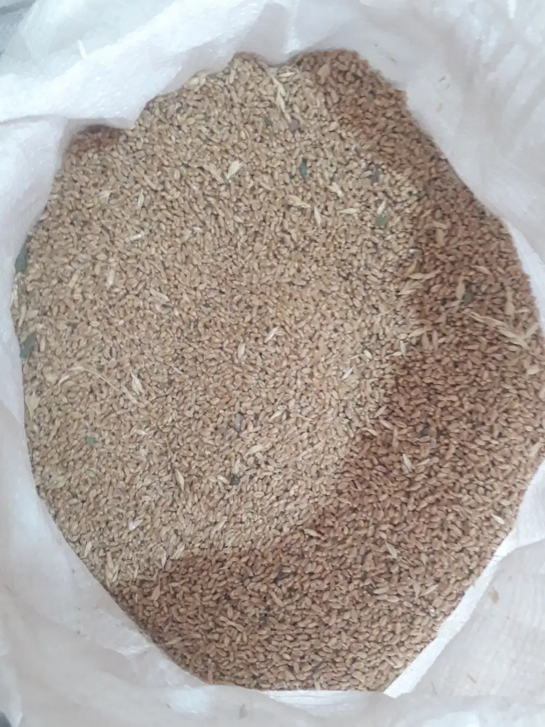 گندم آبی|عمده‌فروشی|مشهد, کارگران|دیوار