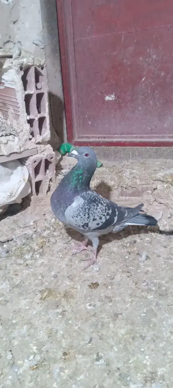 سبز|پرنده|شیروان (خراسان), |دیوار