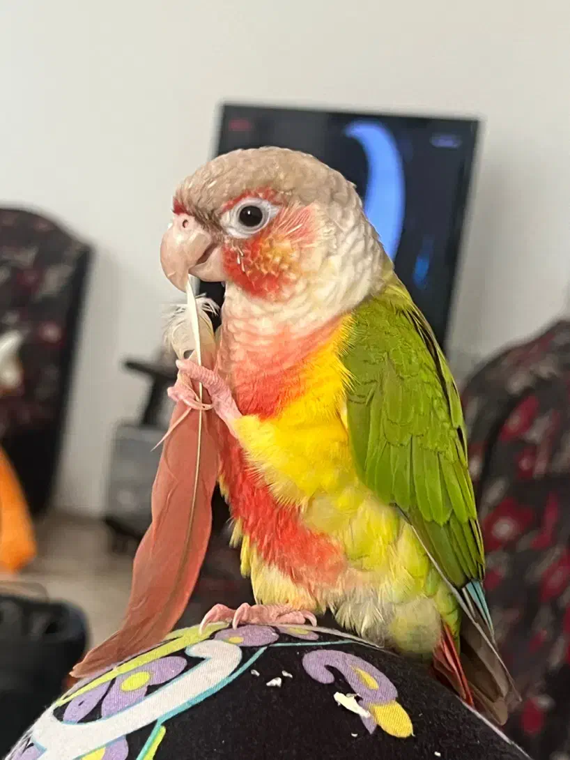 پرنده گم‌شده|حیوانات|بندر انزلی, بشمن|دیوار