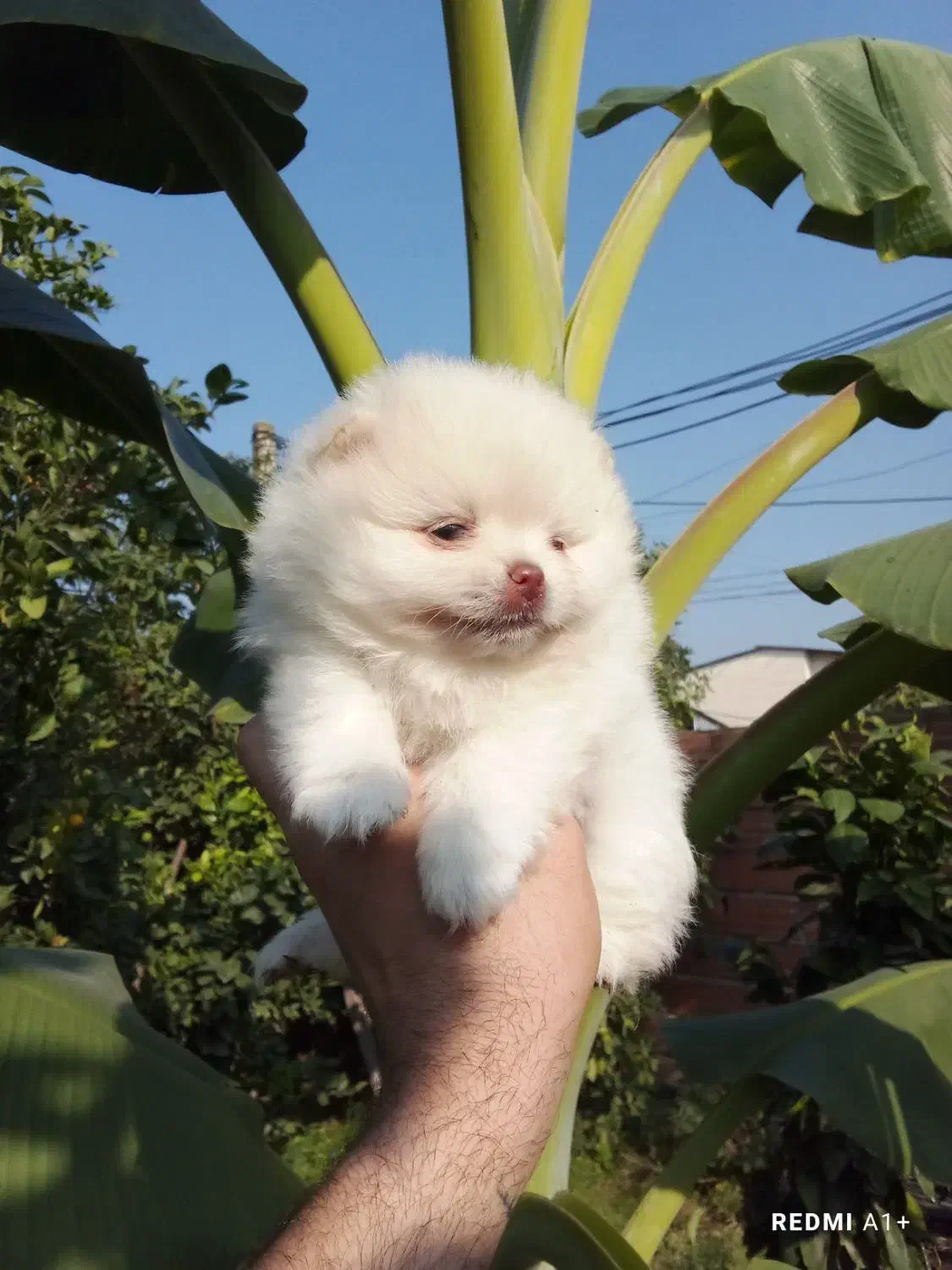 پامرانین خرسی بوفیس|سگ|گلوگاه, |دیوار