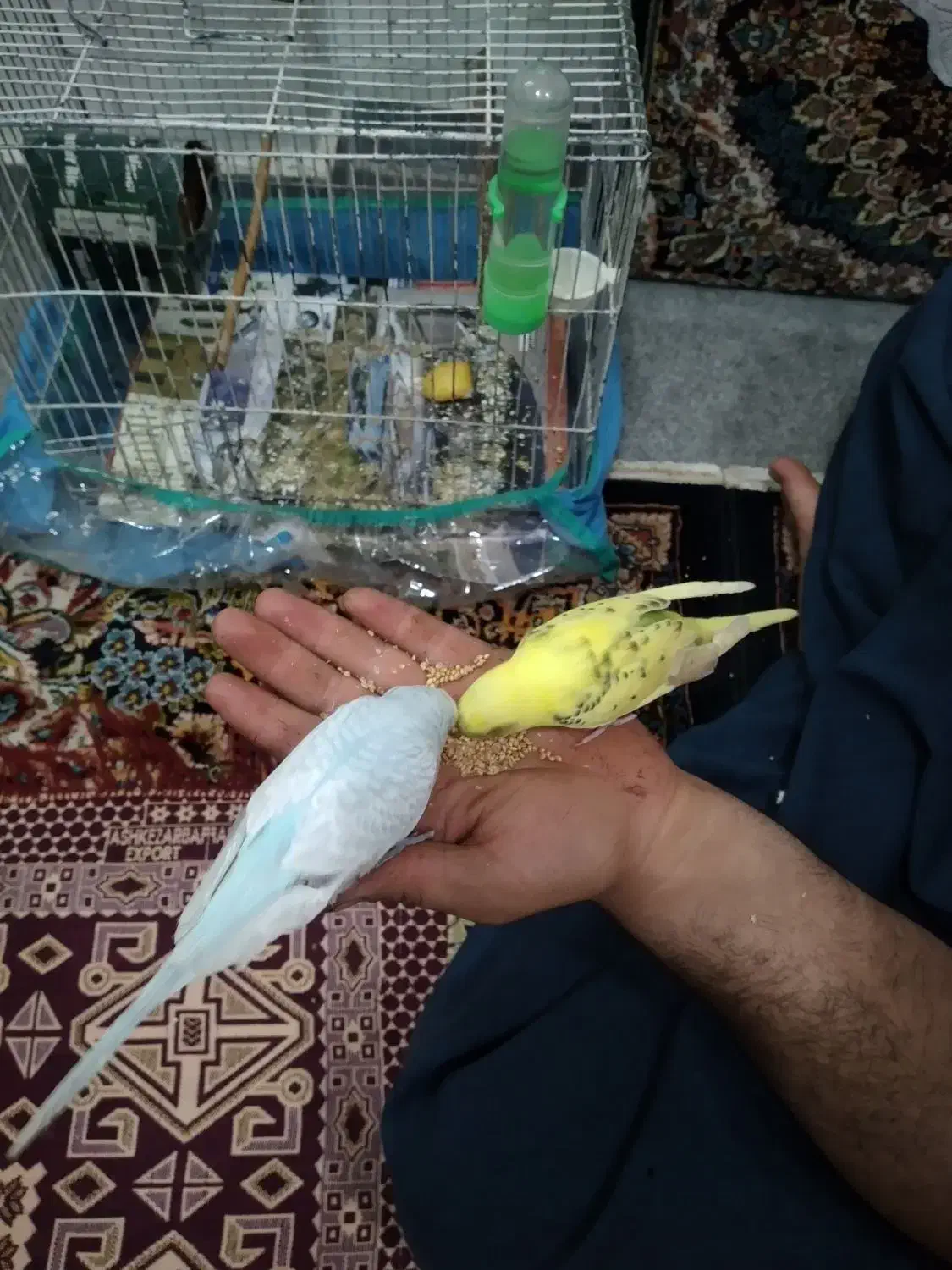 دوتا مرغ عشق باقفس|پرنده|دینور, |دیوار