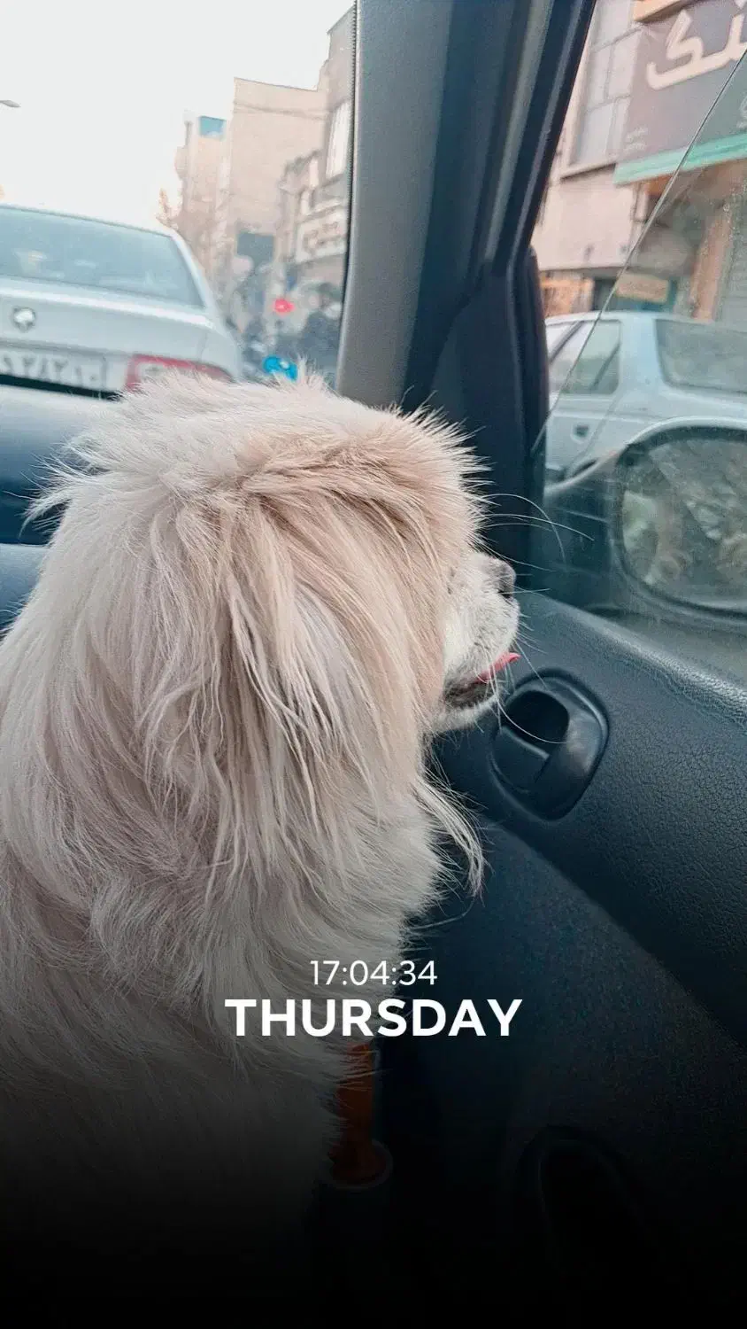 پیکینیز|سگ|وحیدیه, |دیوار