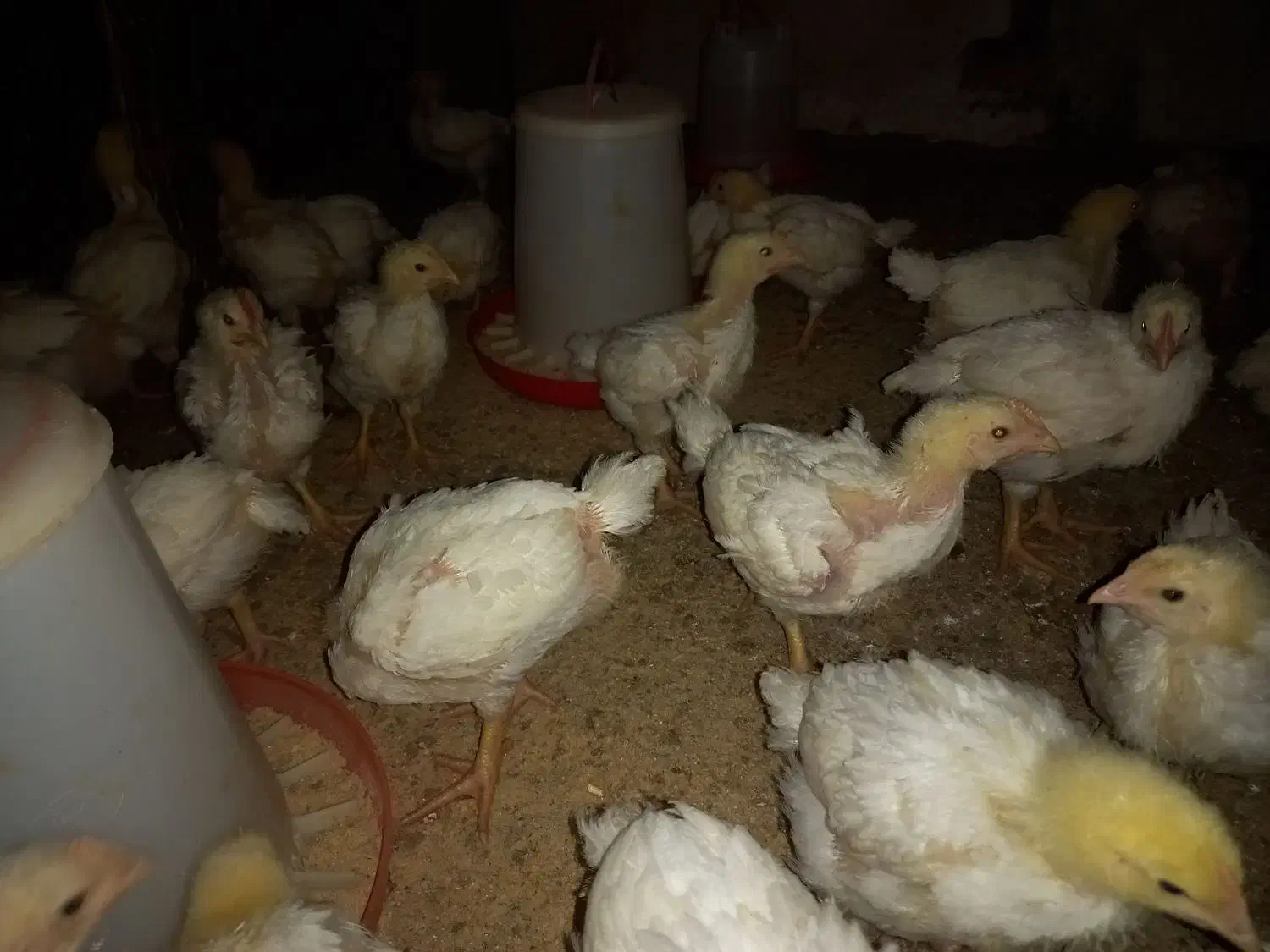 جوجه گوشتی راس ۱۳روزه واکسن خورده تضمینی مرغداری|حیوانات مزرعه|فرمهین, |دیوار