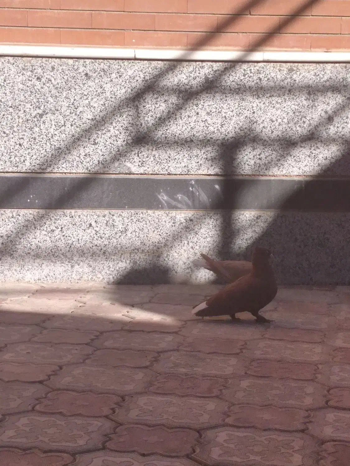 گلی و زرد دم سفید|پرنده|کرمان, |دیوار