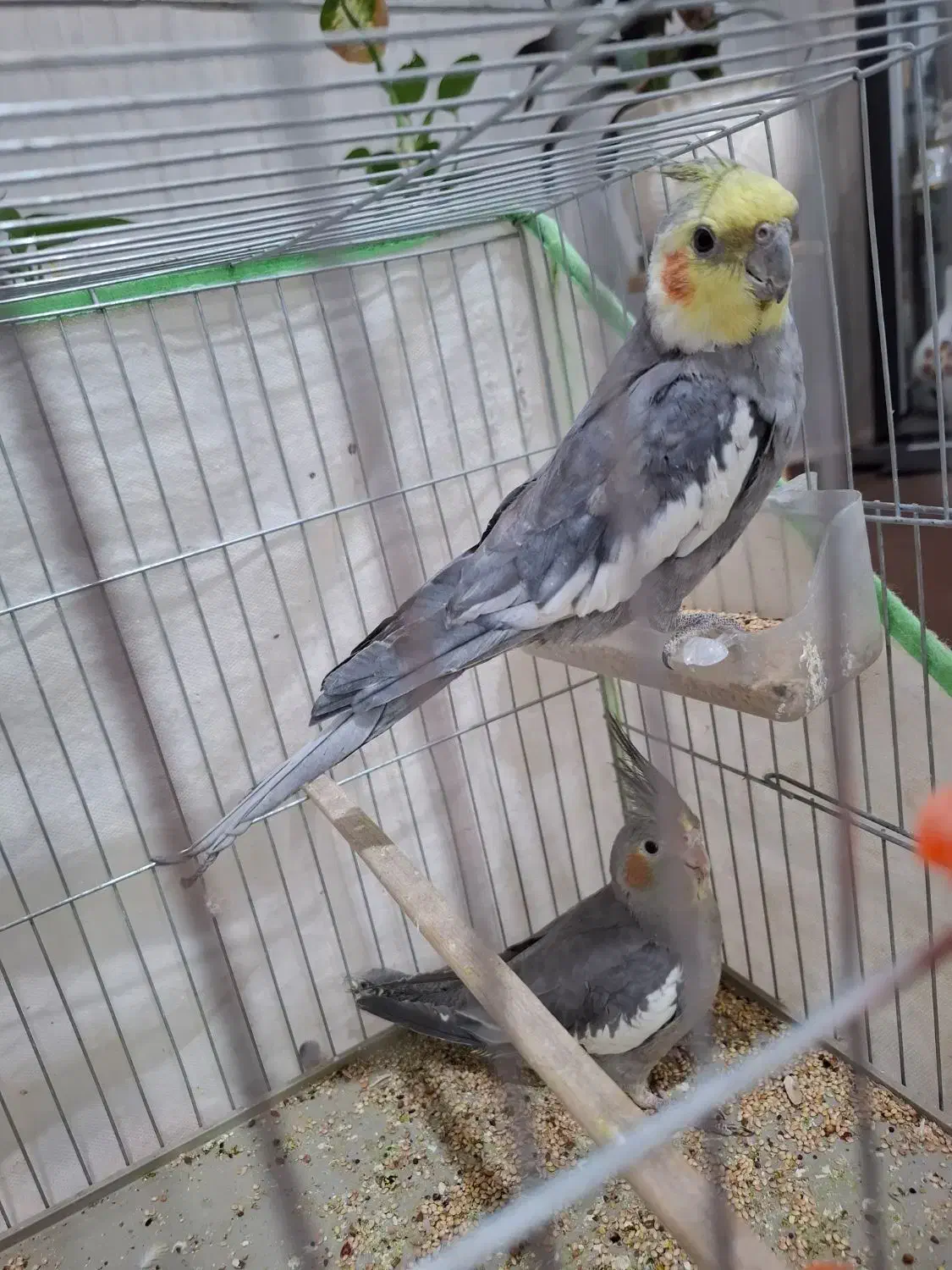 عروس هلندی|پرنده|شهر بابک, |دیوار