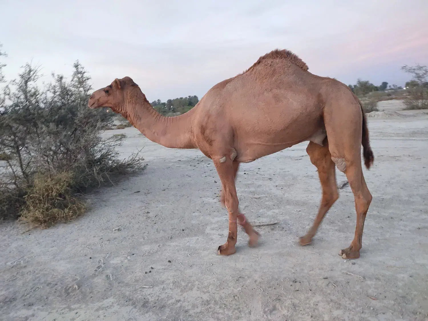 شتر|حیوانات مزرعه|میناب, |دیوار