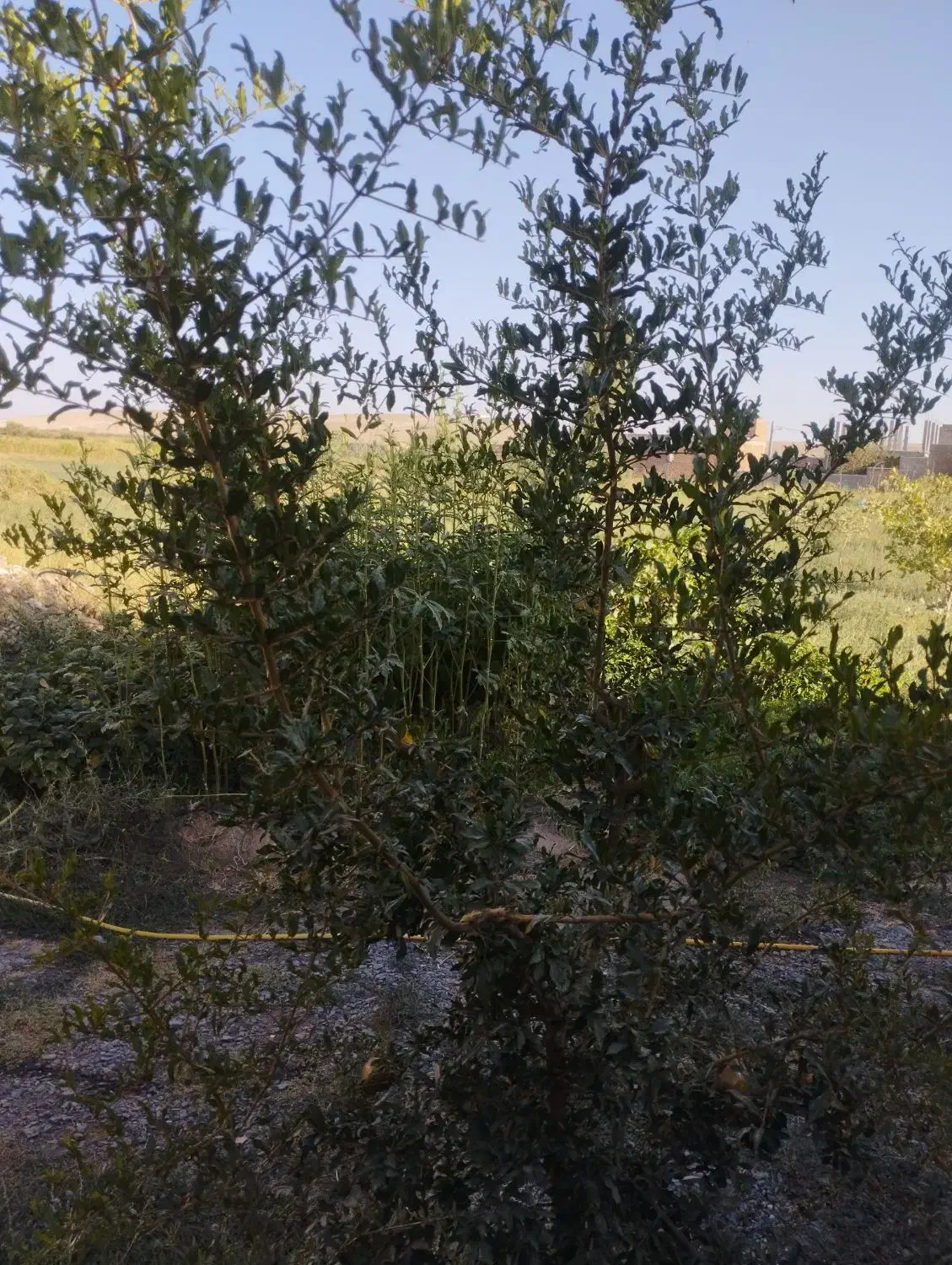 حرس باغات|خدمات باغبانی و درختکاری|میاندوآب, |دیوار