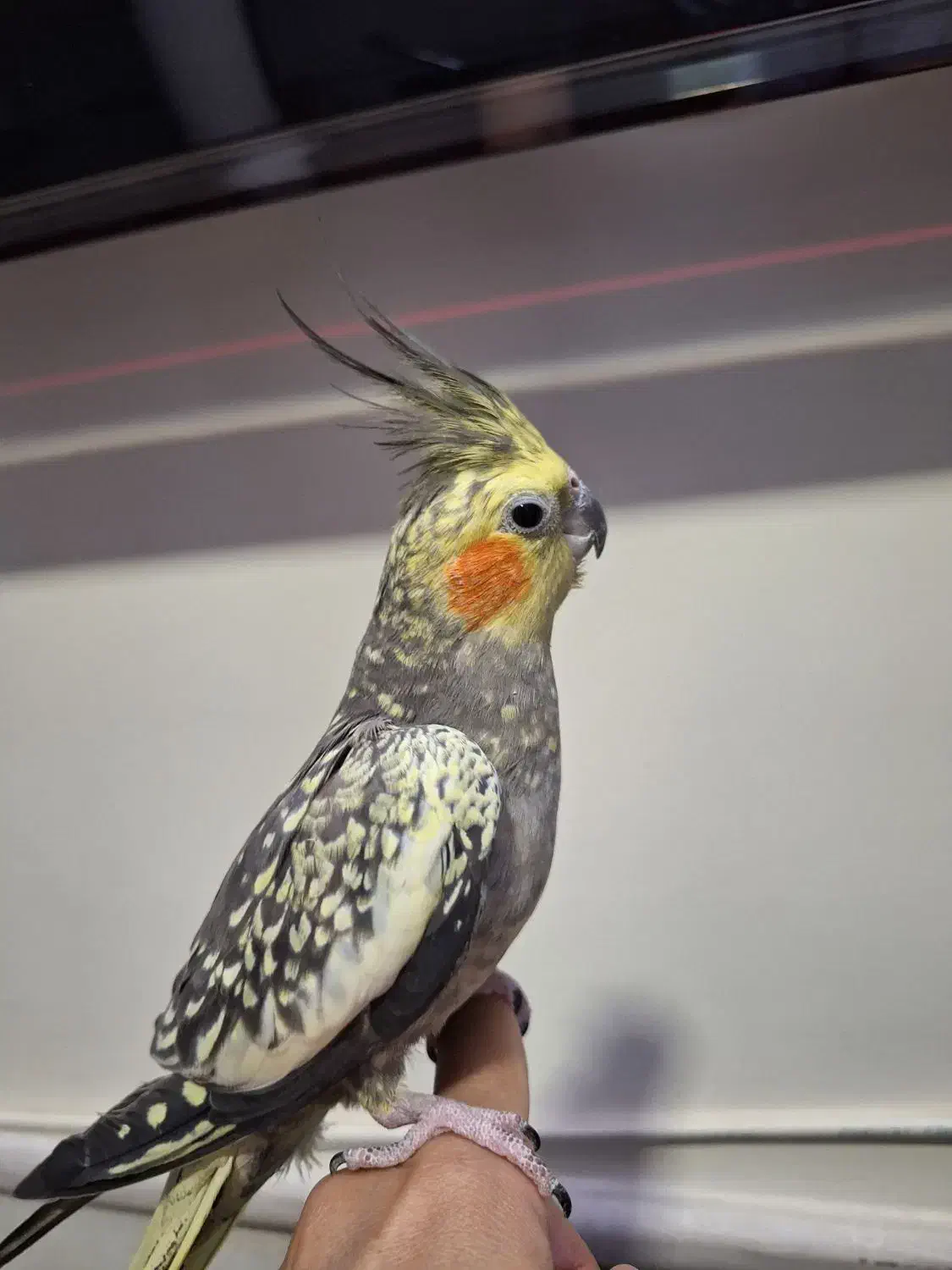 عروس هلندی ماده|پرنده|قم, بکایی|دیوار