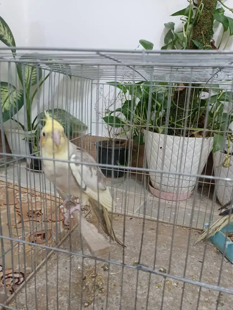 عروس هلندی|پرنده|دره شهر, |دیوار