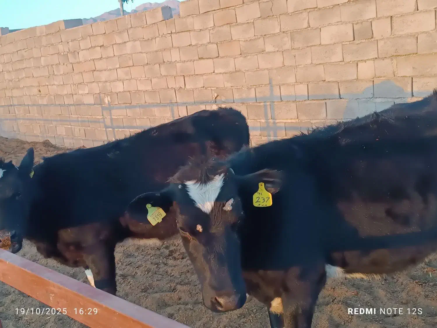 گوساله|حیوانات مزرعه|بالا ولایت, |دیوار