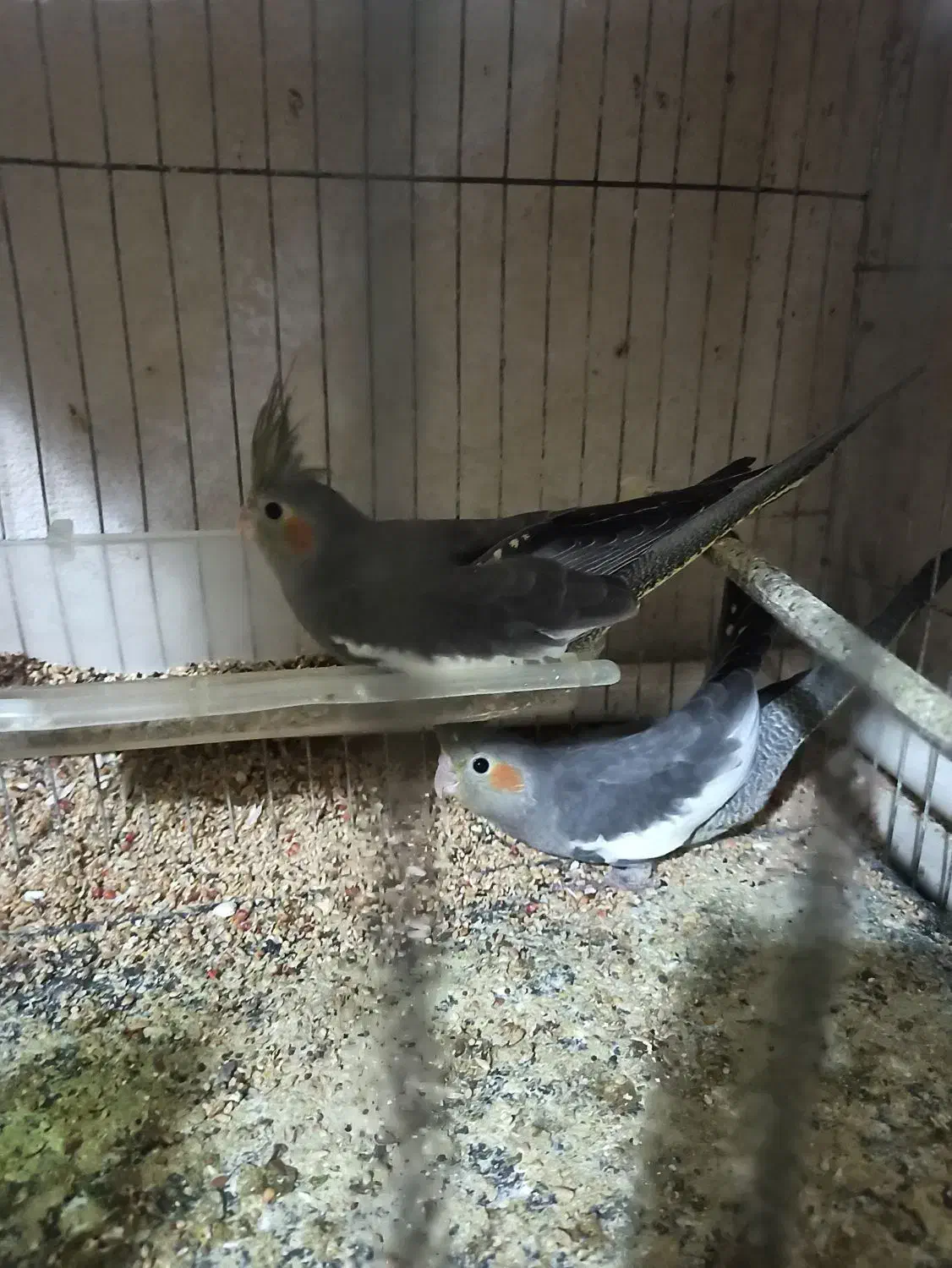 جوجه‌عروس‌هلندی|پرنده|رشت, لاکان شهر|دیوار