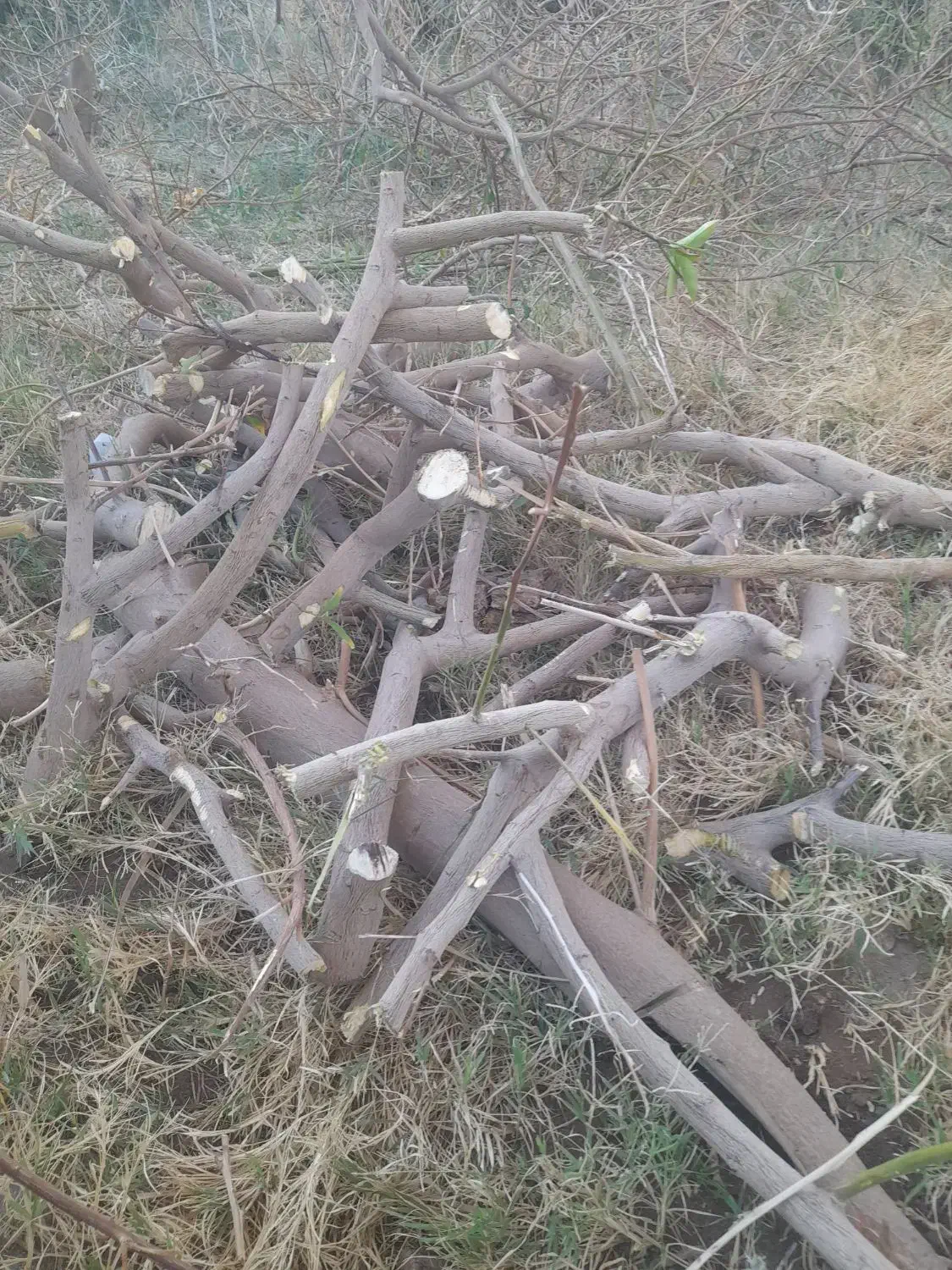 چوب پرتقال برای زغال خیلی خوبه|گل و گیاه طبیعی|گنبکی, |دیوار