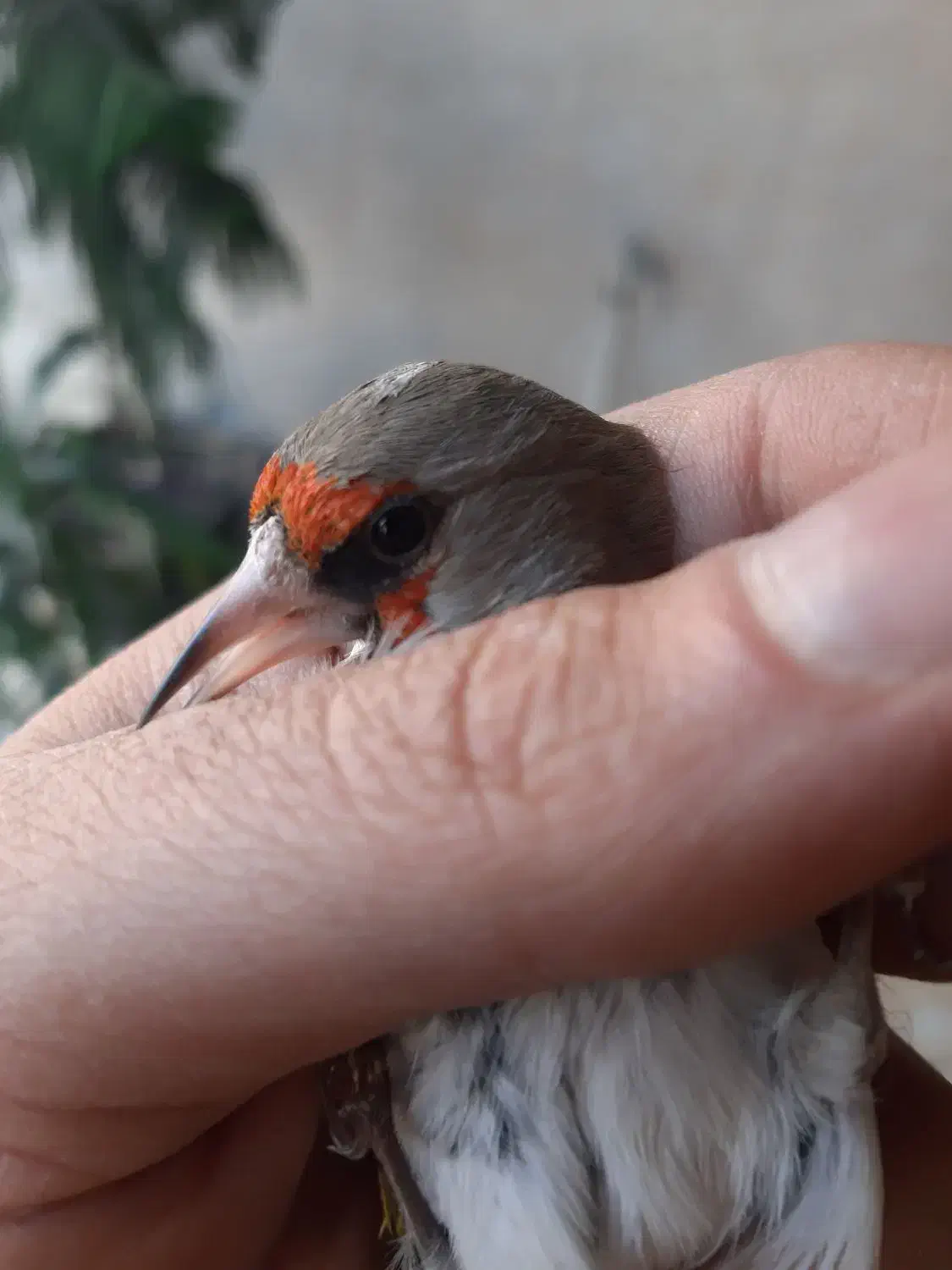 سهره|پرنده|فردیس, شهرک ارم|دیوار