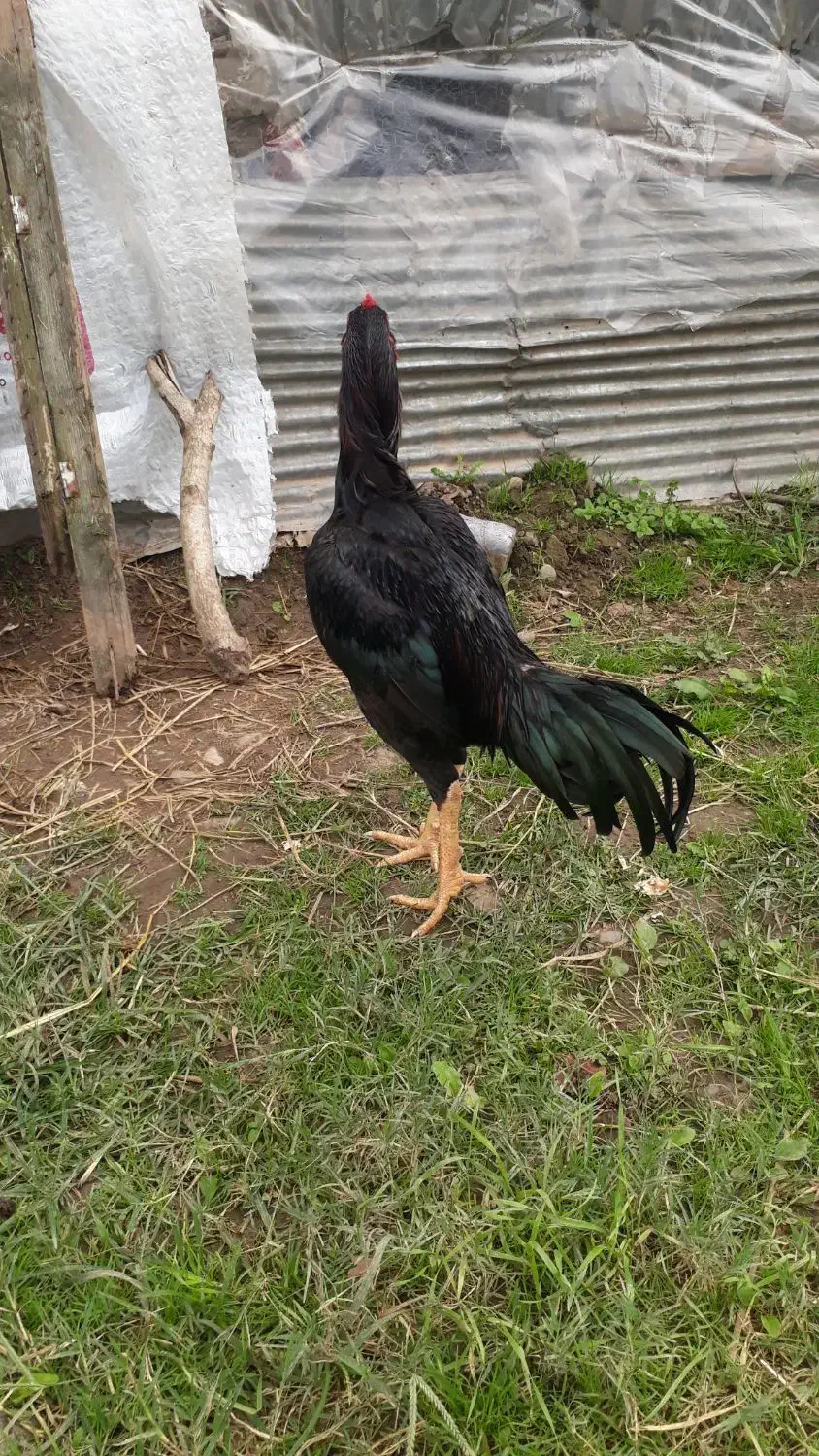 جوجه خروس لاری ۶ماه ۱۰ روزه|حیوانات مزرعه|سنگر, |دیوار