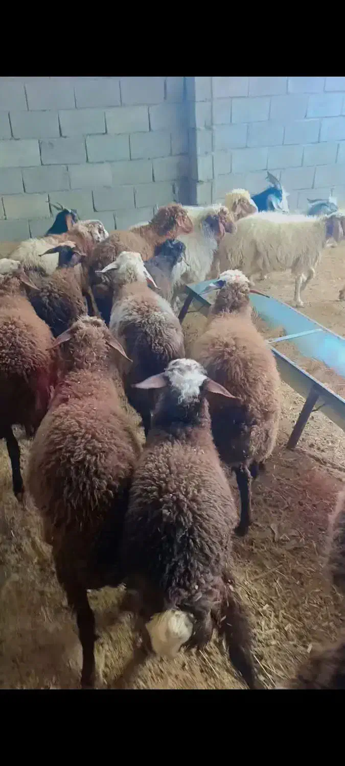 ۱۵ راس بره پای پروار(میش بز بزغاله گوسفند))|حیوانات مزرعه|پلدختر, |دیوار