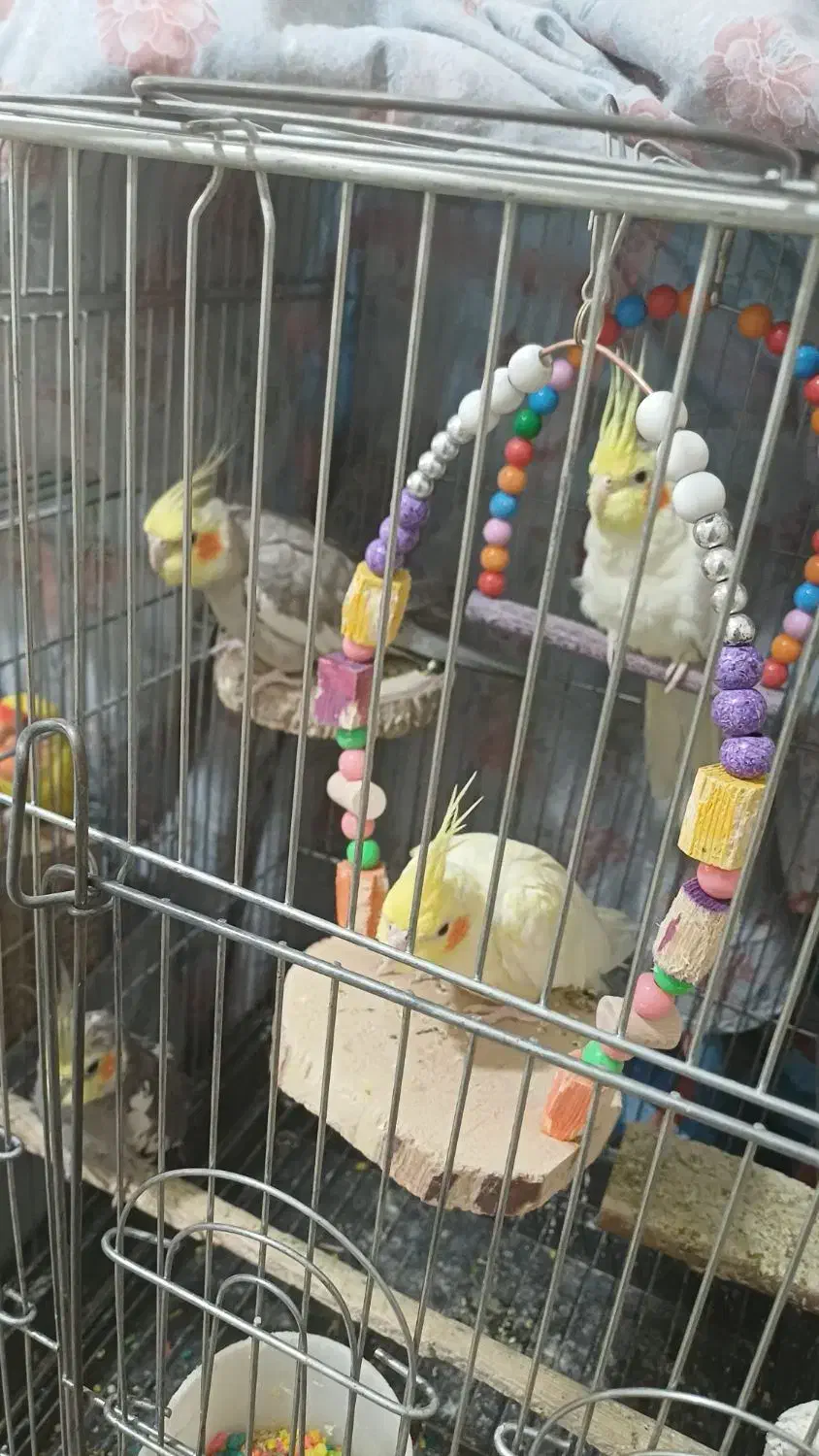 عروس هلندی|پرنده|ری, شهرری|دیوار