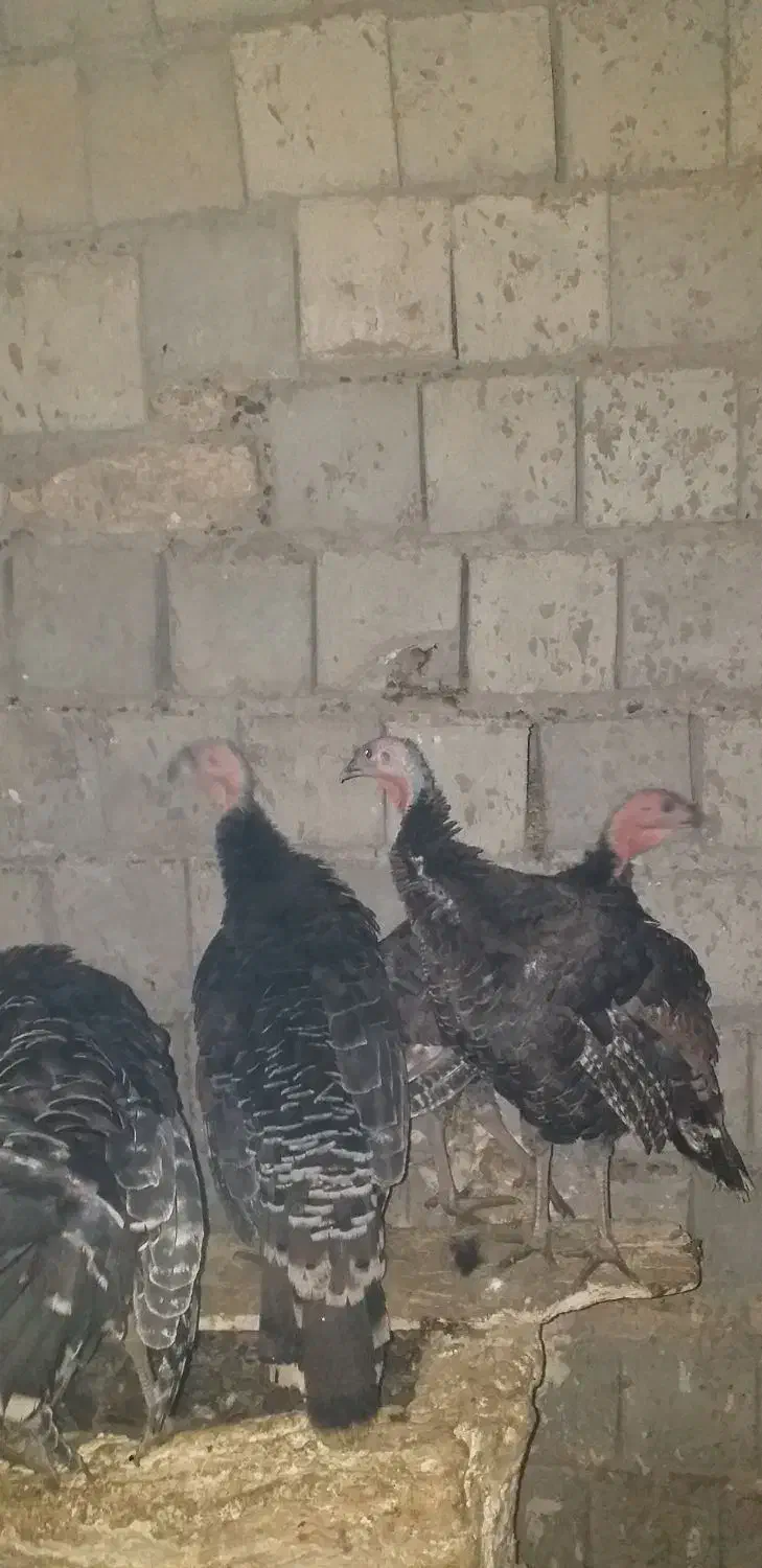 باسلام ۲۰تابوقلمون نروماده|حیوانات مزرعه|قره ضیاالدین, |دیوار