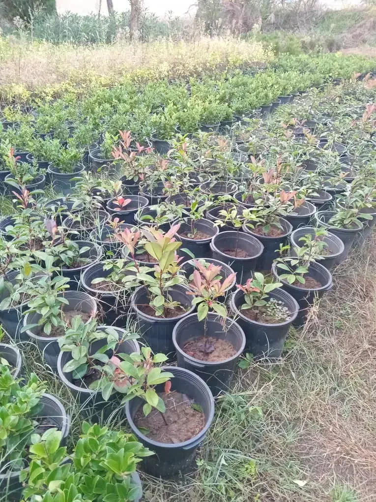 فوتونیا یاس|گل و گیاه طبیعی|کلاچای, |دیوار