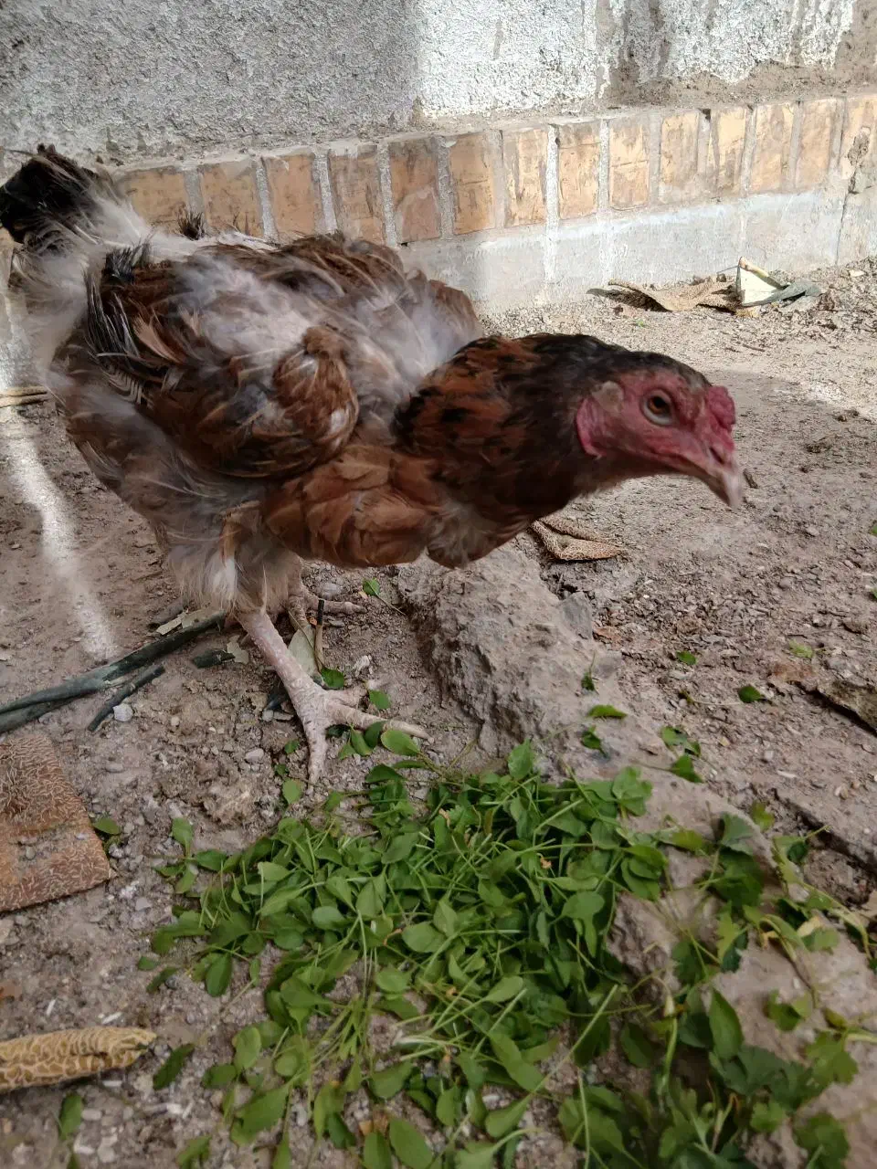 مرغ معاوضه با خروس|حیوانات مزرعه|زاهدان, |دیوار