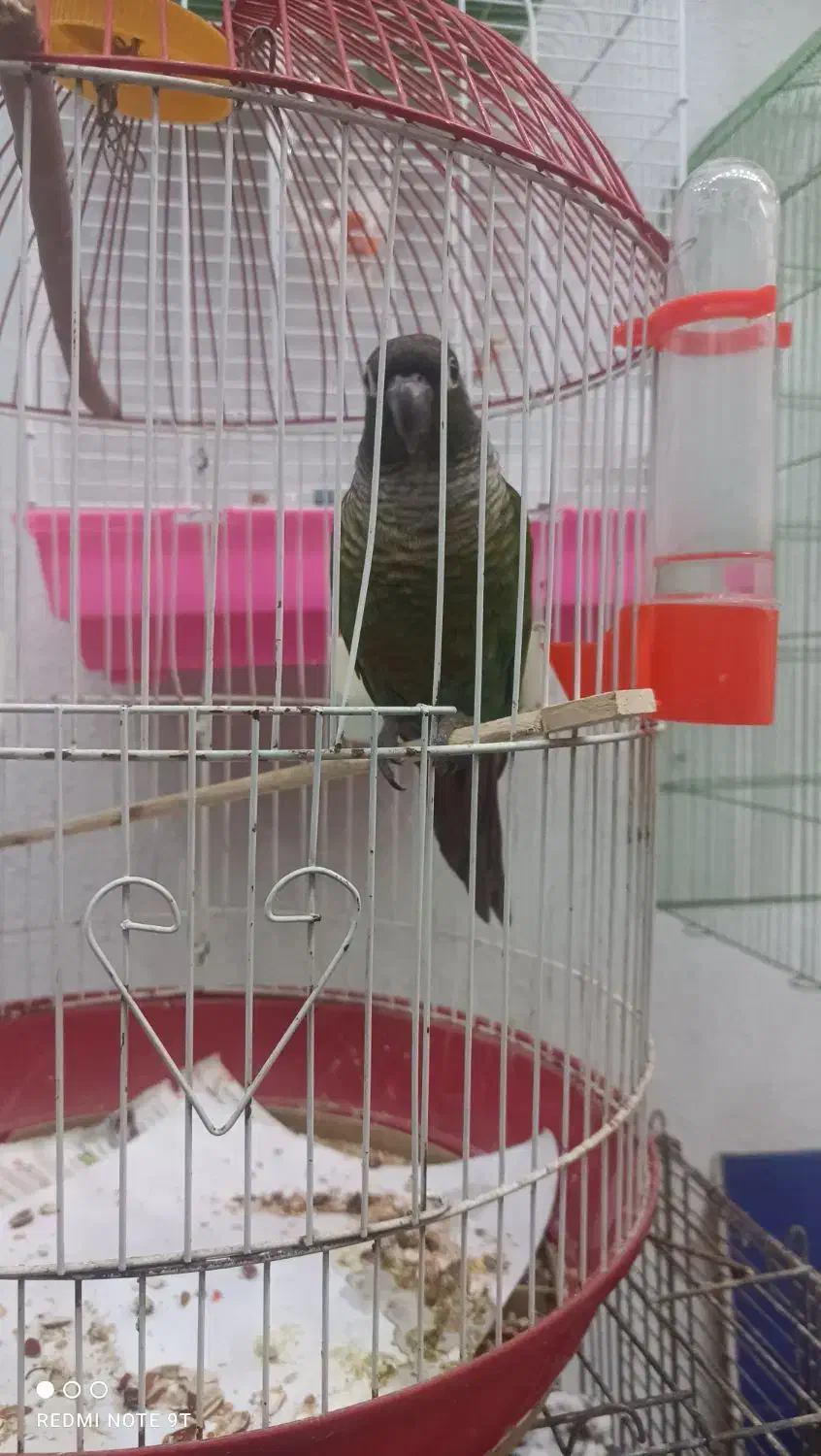 خانه پرندگان لاهیجان میدان جمهوری خیابان توحید|پرنده|لاهیجان, طالقانی|دیوار