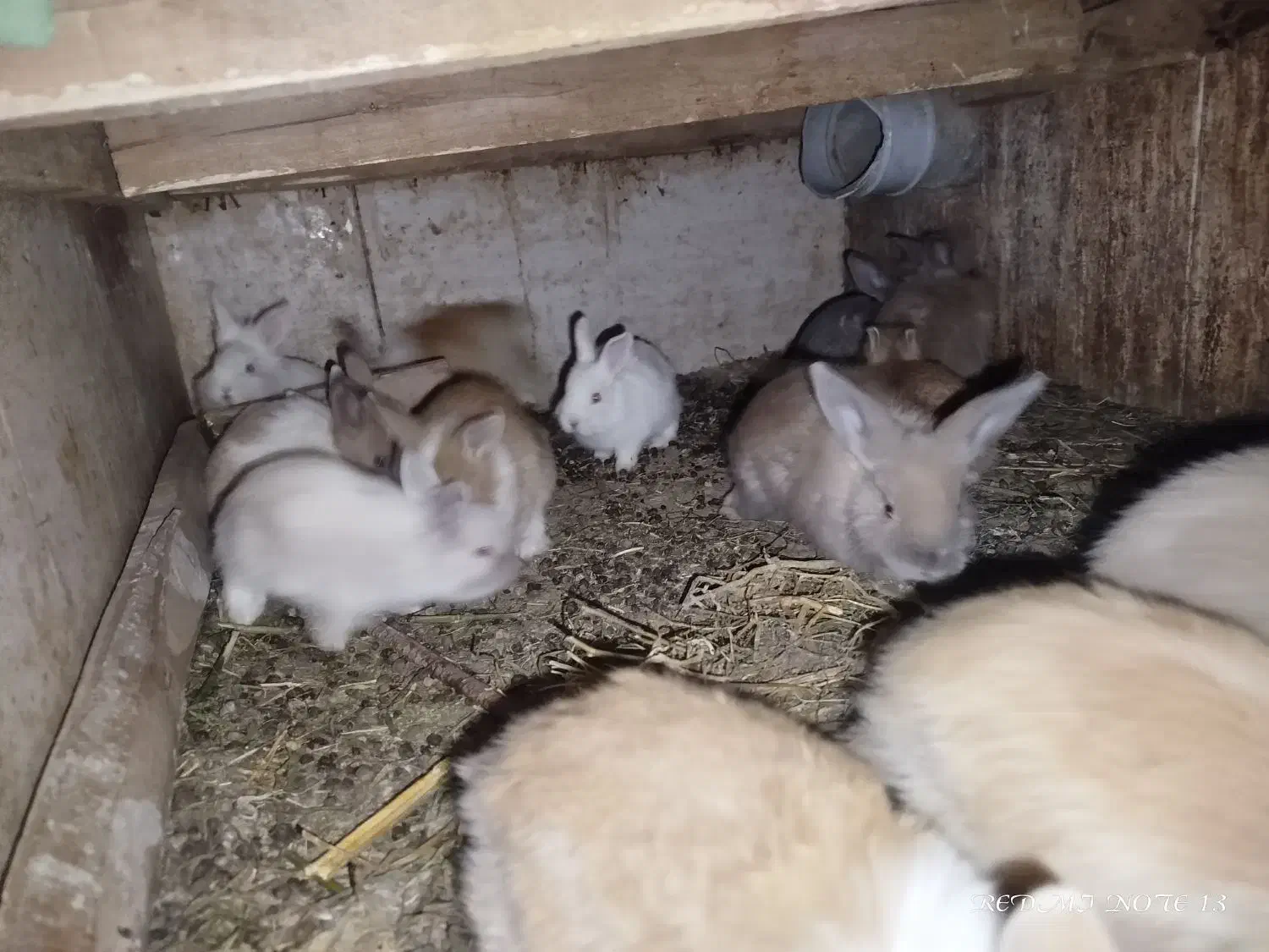 بچه خرگوش|موش و خرگوش|خواف, |دیوار