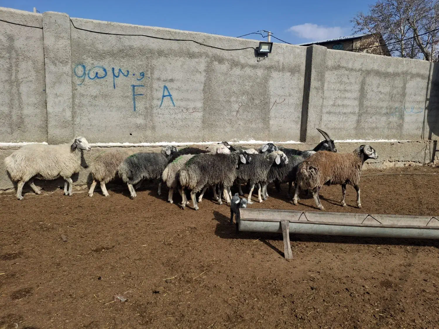 بره ماده افشار کبود روزگاری بره قوچ بزغاله نربز|حیوانات مزرعه|رودهن, |دیوار