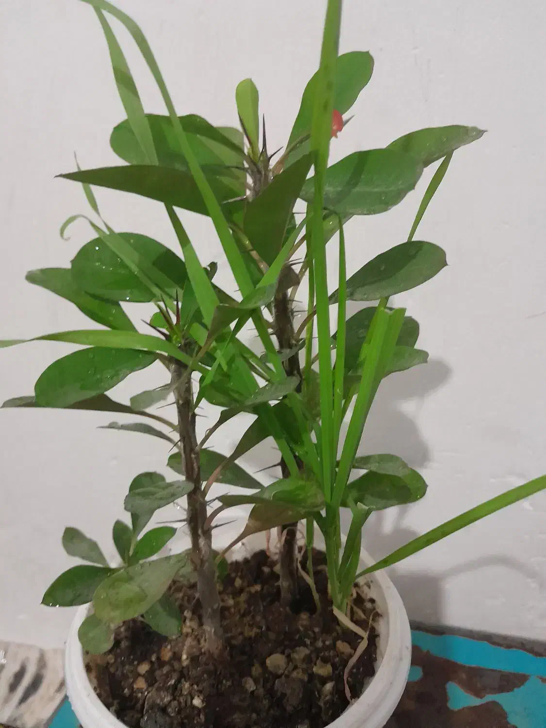 گل گل گل|گل و گیاه طبیعی|بروجرد, |دیوار