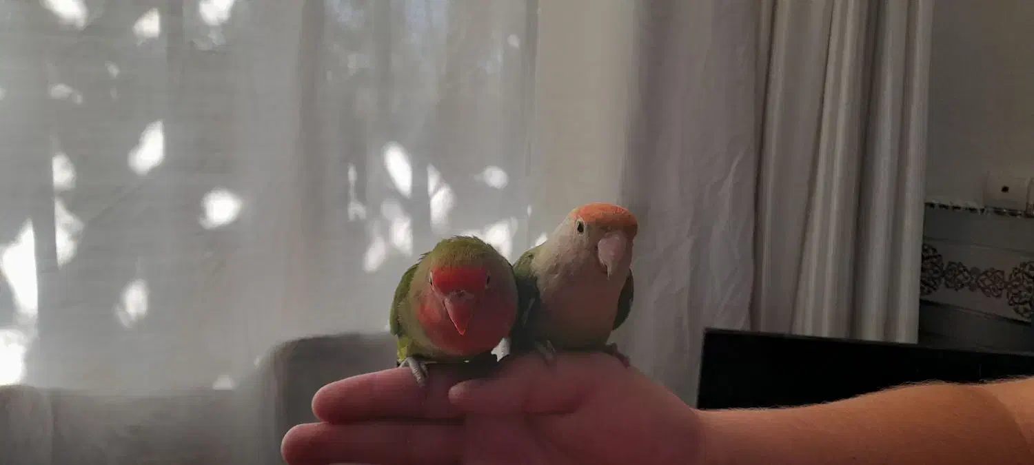 طوطی برزیلی|پرنده|پیشوا, |دیوار