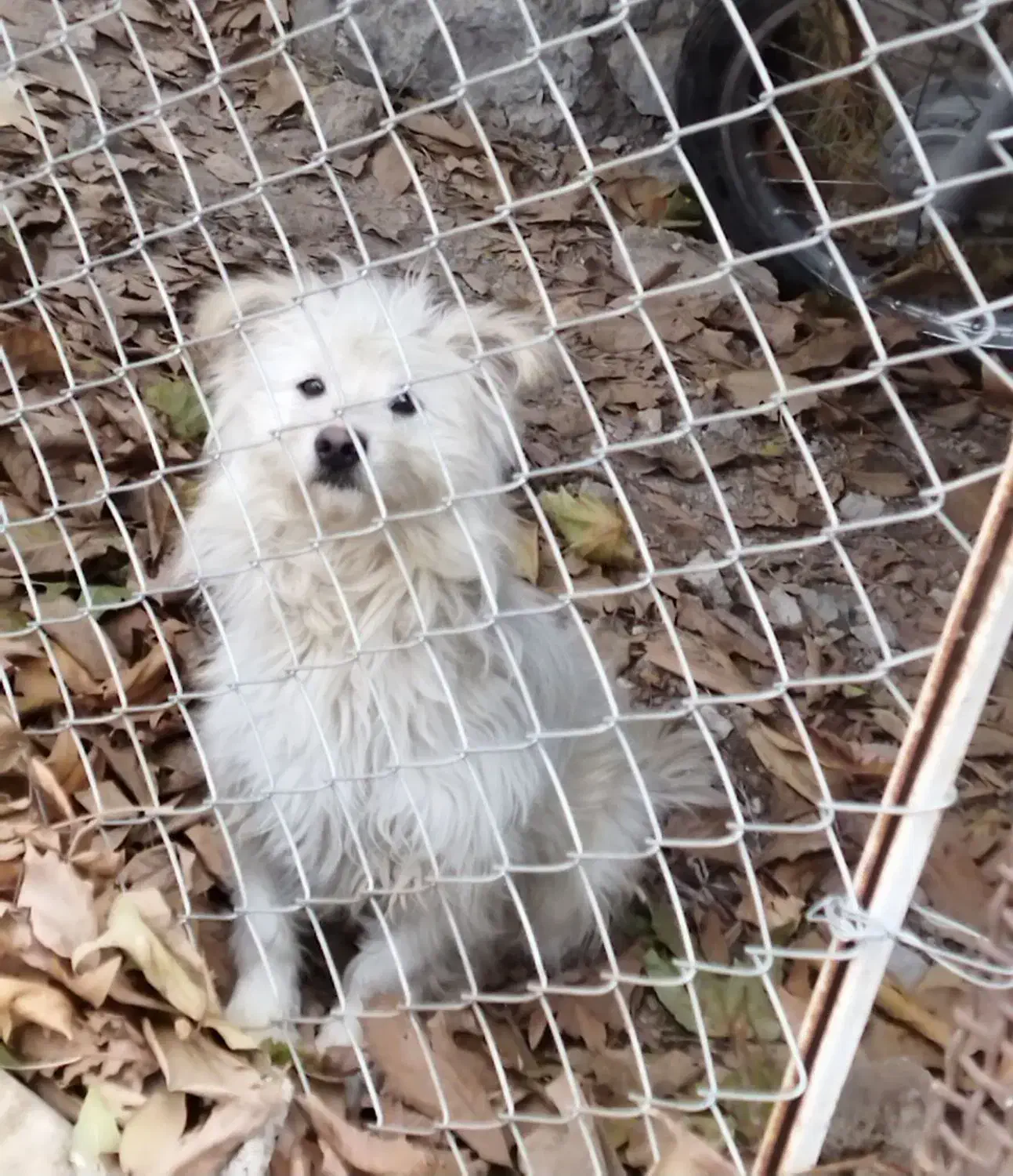 سگ شیتزو نگهبان|سگ|قیدار, |دیوار