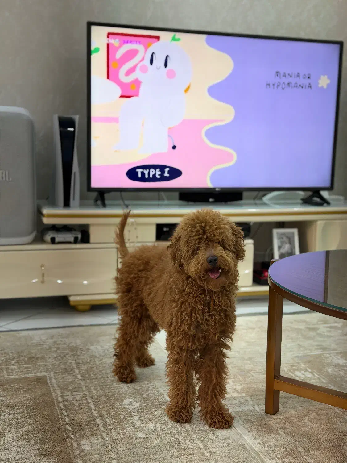 یک پودل مینیاتور|سگ|کرمانشاه, |دیوار