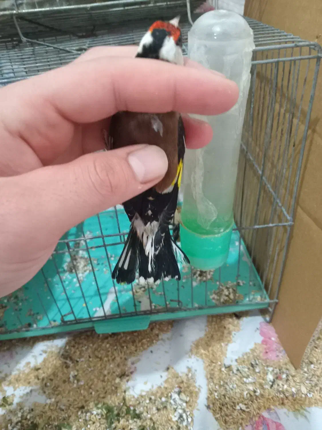 سهره نر|پرنده|اردبیل, |دیوار