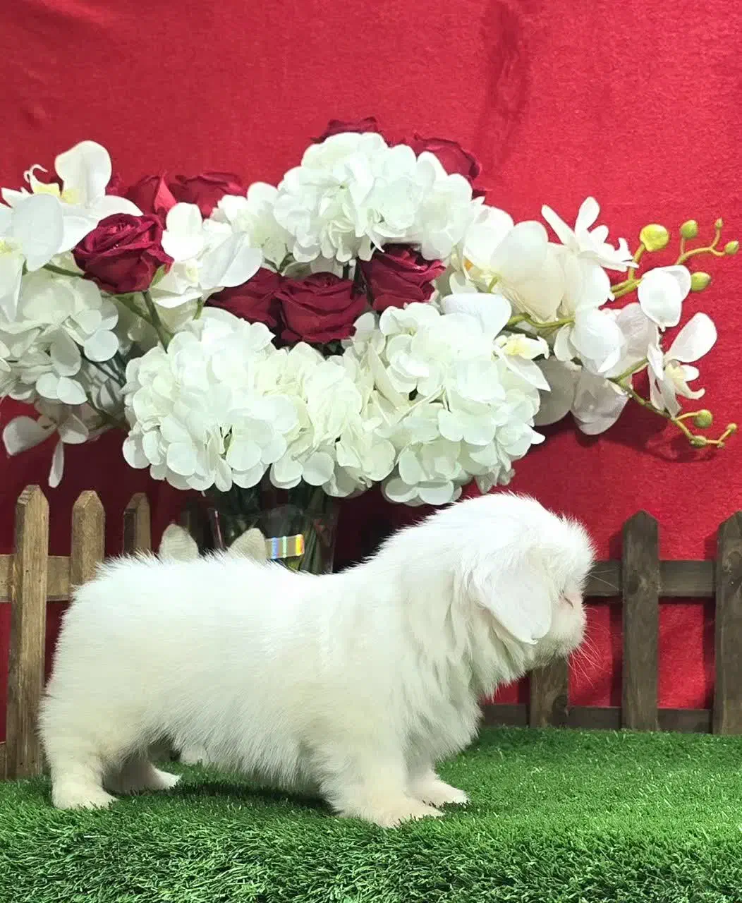 شیتزو وایت|سگ|مشهد, هنرستان|دیوار