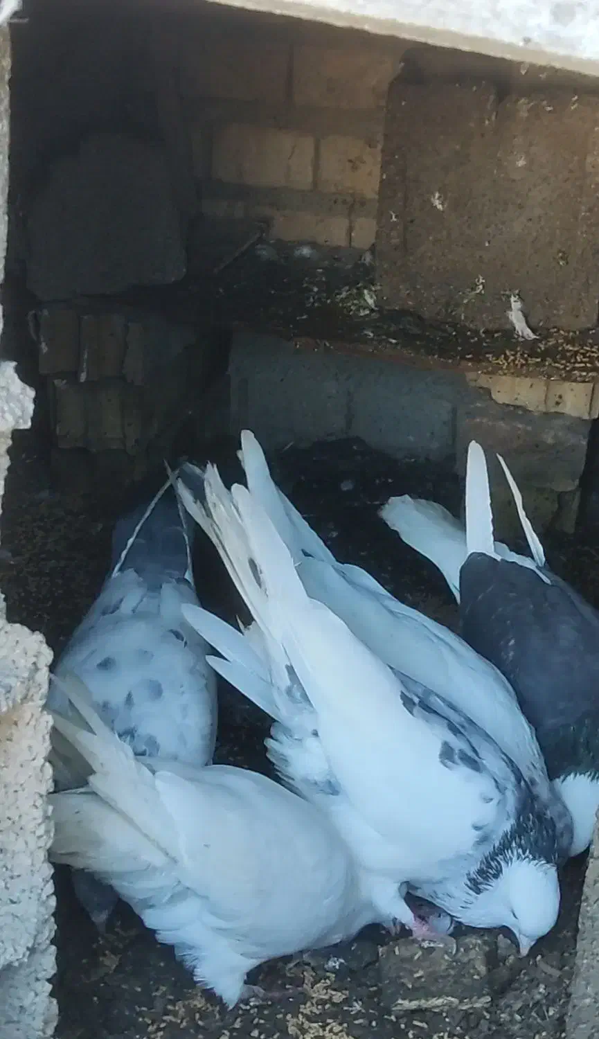 کفتر پرشی|پرنده|آق قلا, |دیوار