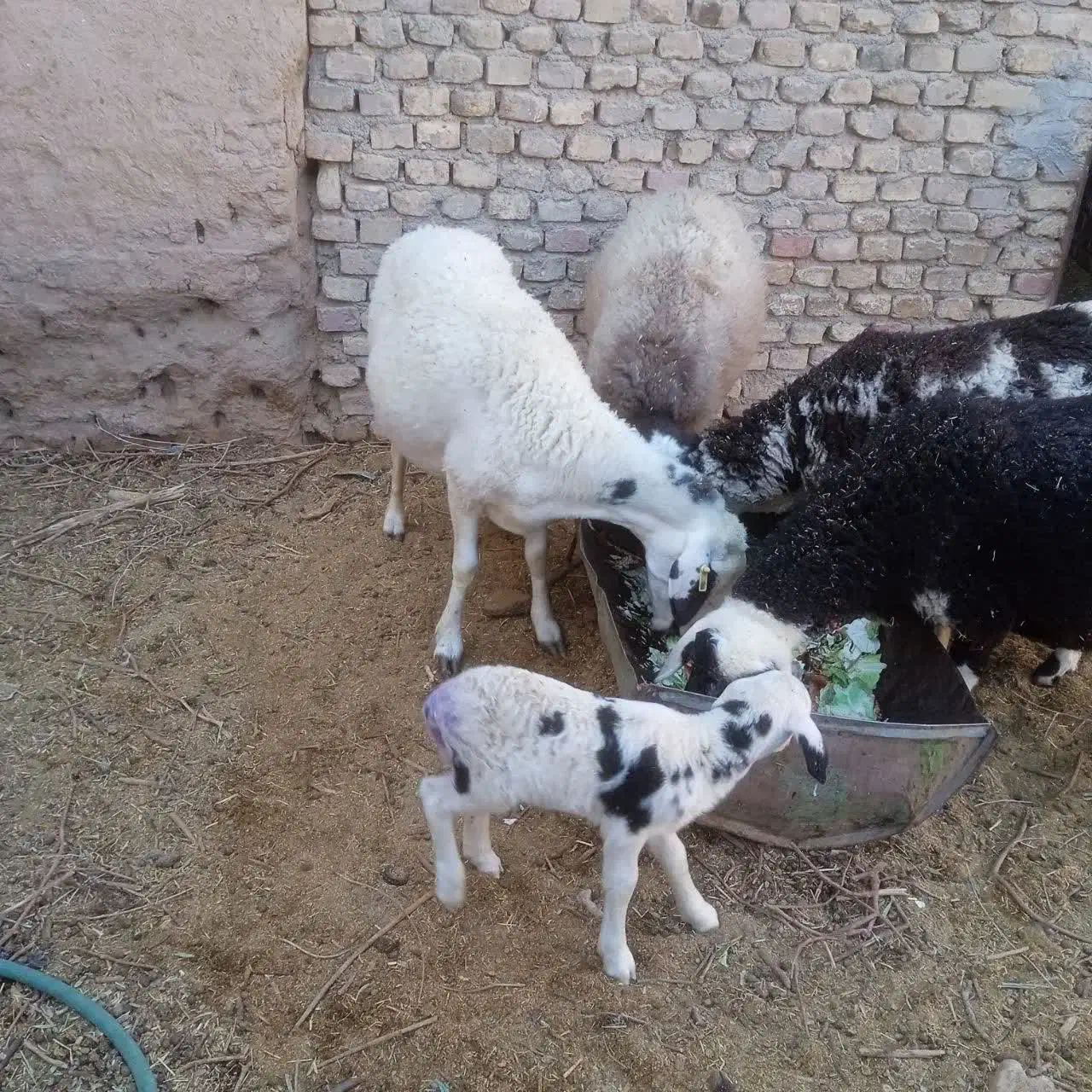 میش و بره|حیوانات مزرعه|یزد, |دیوار