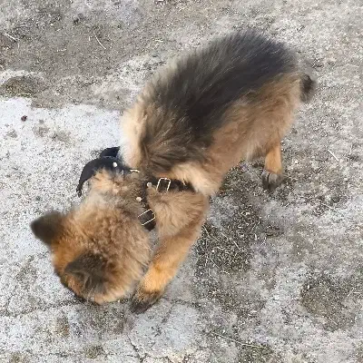 توله سگ ژرمن شپرد|سگ|مشهد, امام رضا (ع)|دیوار