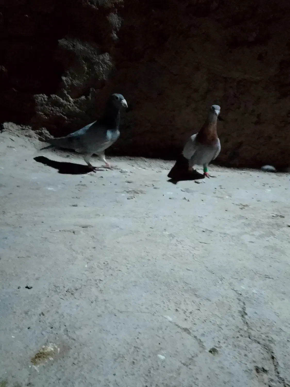 کبوتر پرش|پرنده|طاغنکوه, |دیوار