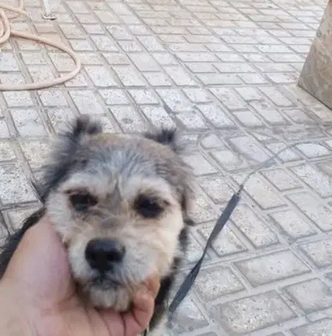 سگ پاکوتاه ماده|سگ|سمنان, |دیوار