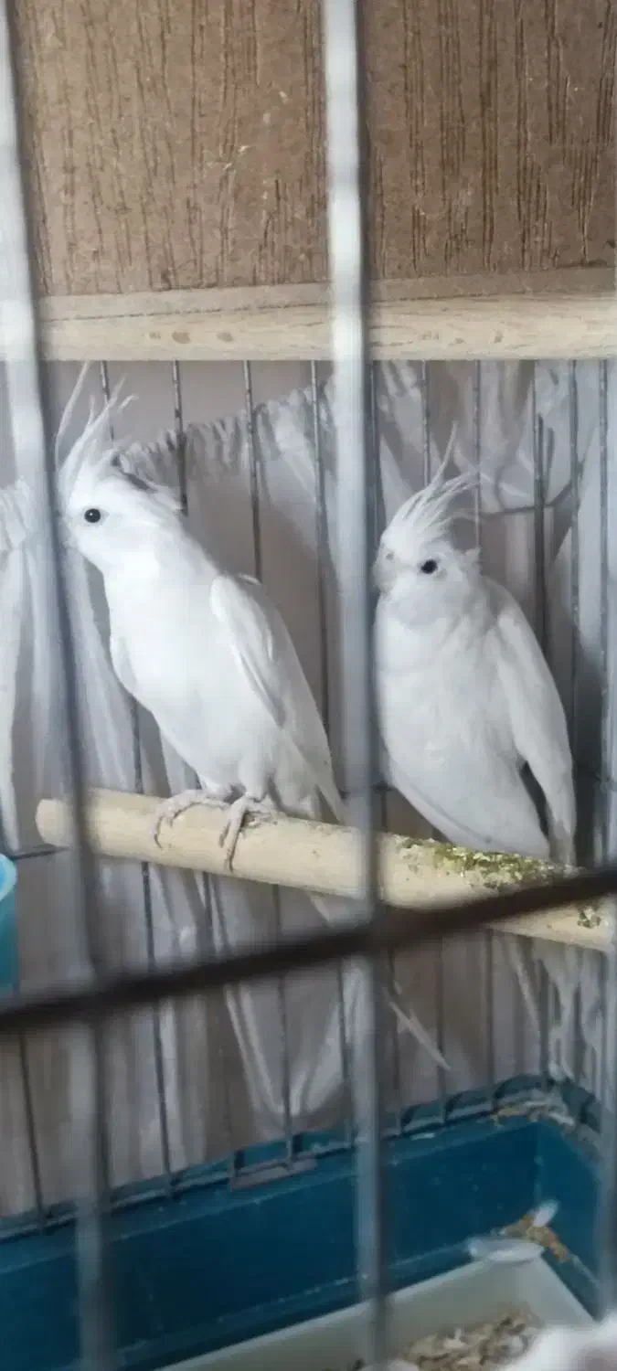 جفت عروس هلندی البینو|پرنده|تهران, عبدلآباد|دیوار