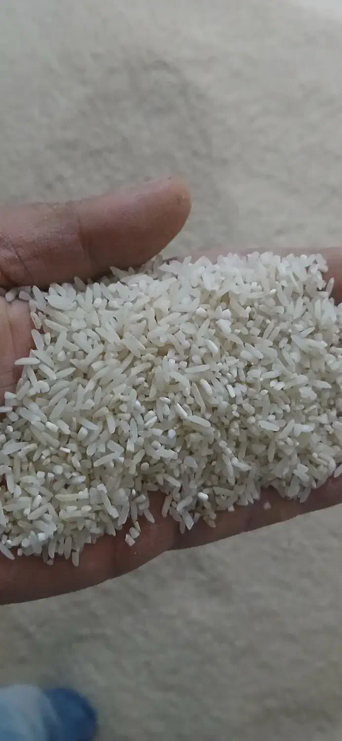 کشت دوم برنج فوق‌العاده ۲۸۵ت سرلاشه ۱۷۵ هاشمی|خوردنی و آشامیدنی|بابکان, |دیوار